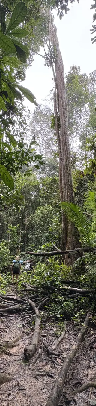 Erlebe den Taman-Negara-Nationalpark
